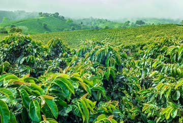 Coorg Coffee Plantation