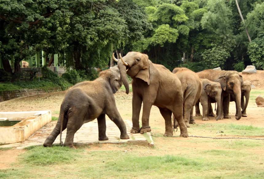 Mysore Zoo
